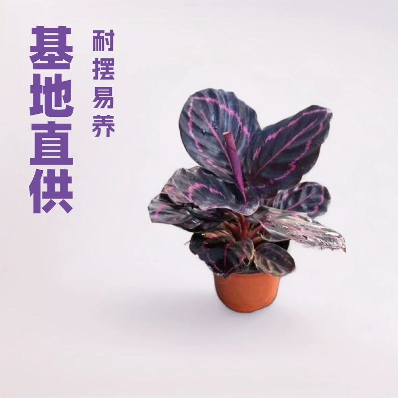 Прямые поставки с базы: настольное маленькое зеленое растение, семейство рододендронов, красивое маленькое растение в горшке A90, оптовая продажа забавных мини-цветов для офиса.