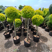 ����Ůؑ������ ����Ϟ���{���� ����֮������ǻ��Rֲ������