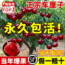 正宗车厘子树苗樱桃树苗庭院别墅盆栽地栽南北方种植嫁接果树果苗