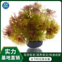 �t�վG�ռt�z���~�t��ë�ϼt����t���ˮ���~��ݻ��wˮ�����l