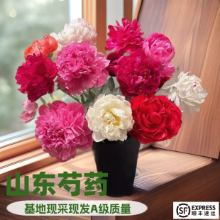 [Shandong peony flowers collection] fresh flowers double domestic peony fresh cut flowers water cultivation flower arrangement base peony