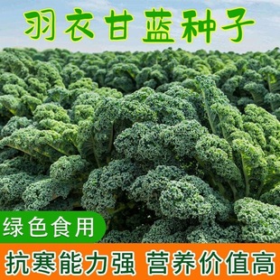 �Gɫ���¸��{�N���ļ��߲˷N���ͺ����^�p��ʳ���̨����