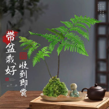 �t��ާ̦�\��ˮ��ֲ��һ�~ާ��҃��������ʽ�U���辰�^�~�Gֲ