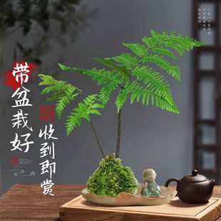 �t��ާ̦�\��ˮ��ֲ��һ�~ާ��҃��������ʽ�U���辰�^�~�Gֲ