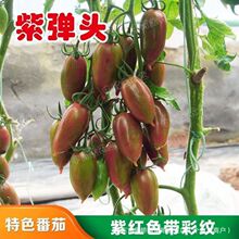 草莓柿子种子紫弹头小番茄种子紫葡萄迷你圣女果四季播种阳台盆栽