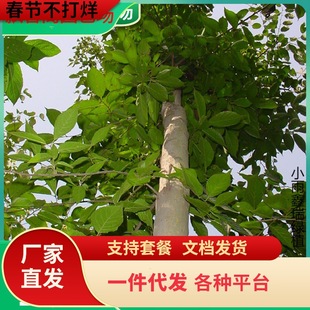 һ�����l���٘���@�־G����ľɫ�е��L����ͥԺ�Nֲ��ľ�r�񃞻�