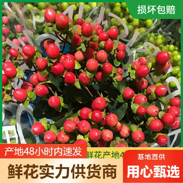 Fire Dragon Ball цветы красная фасоль бобы акации оптом цветы Юньнань прямая партия цветочный магазин киоск цветок сообщество группа закупки поставка