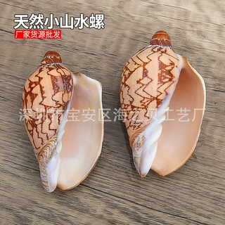 小山水螺寄居蟹替换壳鱼缸造景装饰家居收藏摆件天然贝壳海螺批发