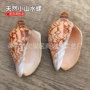 收藏天然家居海螺寄居蟹