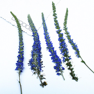 Purple Mouse Tail Flower Lavender Dried Flower Embossing Wholesale DIY Material Package Real Flower Plant Specimen Photo Frame Specimen Sticker