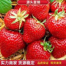 丹东99奶油大草莓种籽四季花种籽子草莓苗种植蔬菜种孑花卉种子全