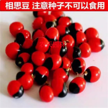 �t���N�� ̨����˼�����t���N�� �t�����χ���ȸ���uĸ������t��