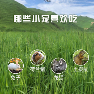 Sun-dried special Timothy tigan Timothy rabbit food chinchilla rabbit food Dutch pig source factory a wholesale