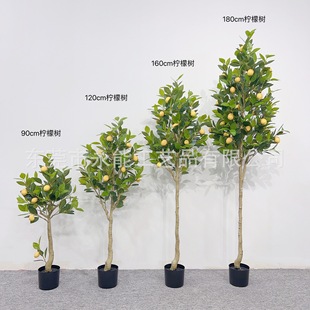 SֱNҾӿ͏db晎ʘ֦Ծ^ؔ[ֲ