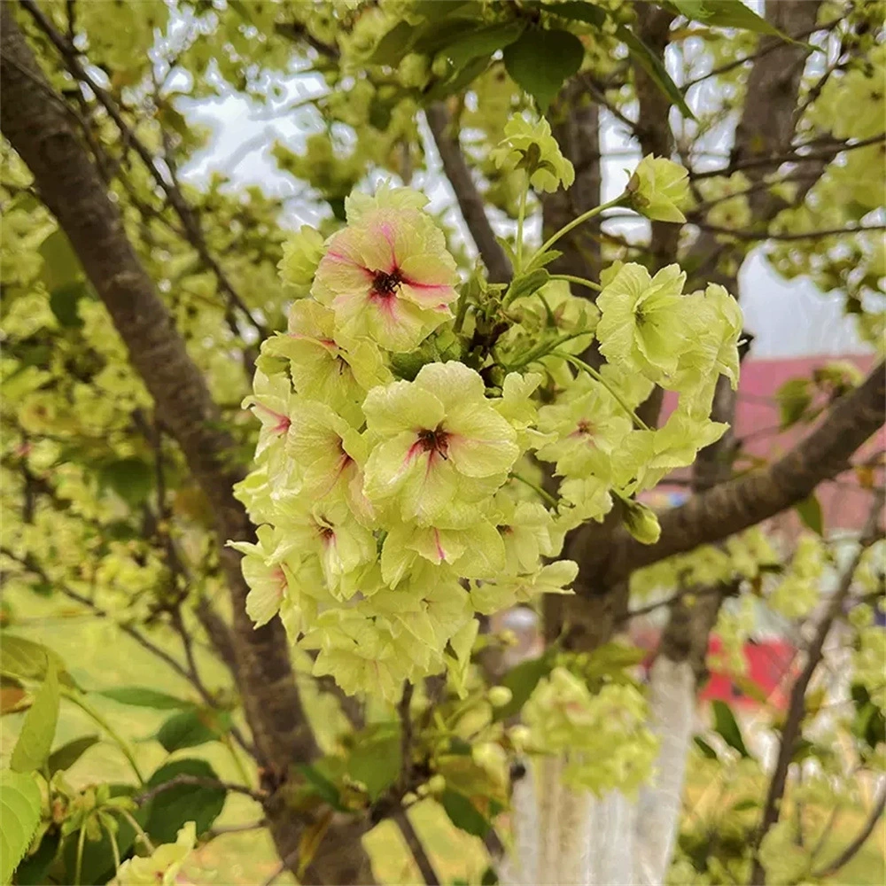 Поставка Привитые саженцы саженцев сакуры поздние сорта вишни саженцы саженцев сакуры Садовое озеленение Цветочные растения