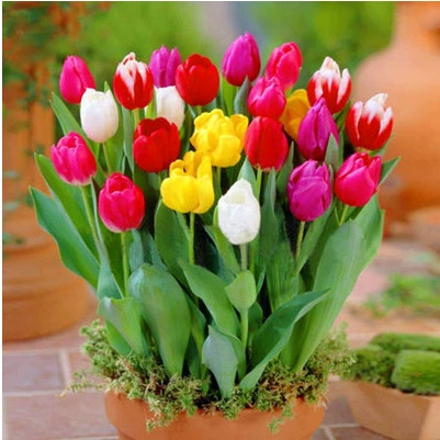 Луковицы тюльпанов большой шарик почвы, семена аквакультуры, морозостойкие цветы, зимние саженцы, тюльпаны, луковицы