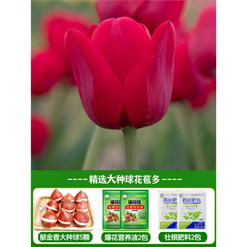 A6 manny tulip 3 big bulbs + nutrient solution + fertilizer