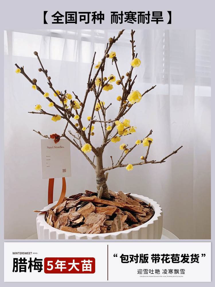 5년 [향이 강한 겨울절임 접목] + 특수비료 (개화기에는 꽃이 피고 재발생하지 않음)