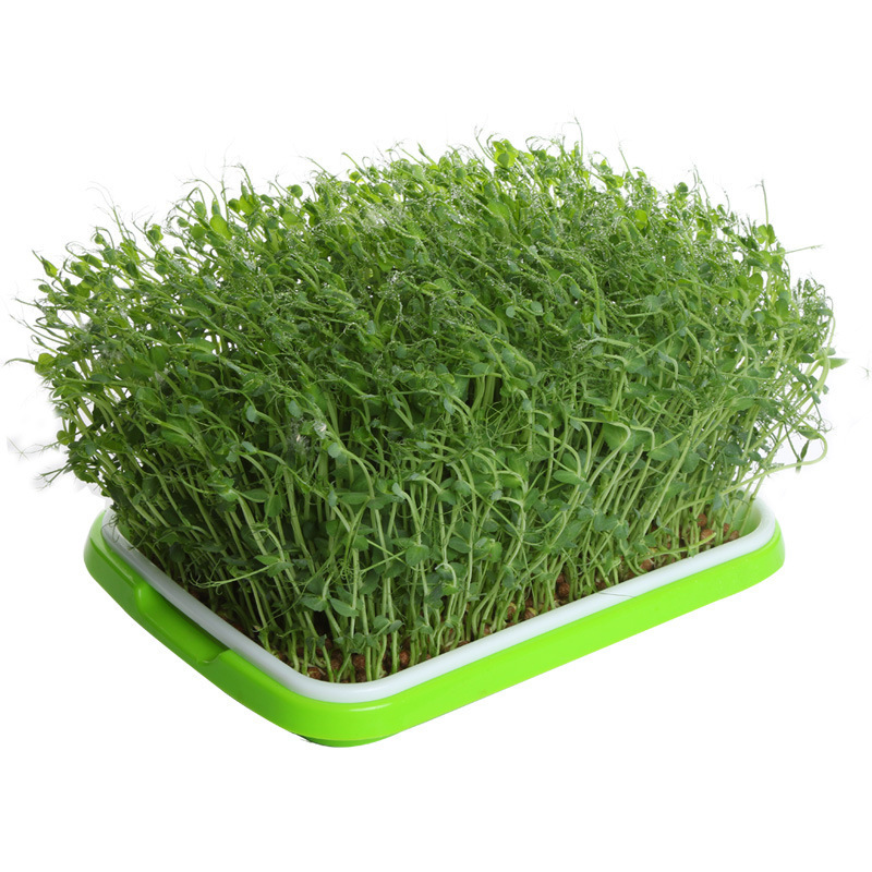 Factory Direct Sales Bud Seedlings Planting Germination Pea Seedlings Soilless Cultivation Bean Sprouts Planting Tray Seedling Tray Pot Tray Pot