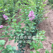 供应 小叶丁香 四季丁香 小叶丁香绿篱杯苗 工程苗及播种小苗