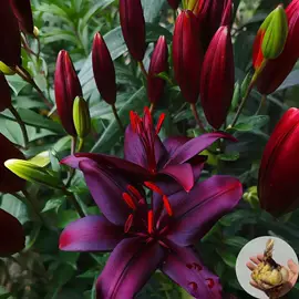 盆栽;种子;花盆容器