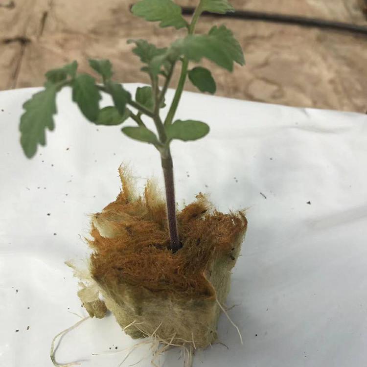 无土栽培育苗基质 (3)