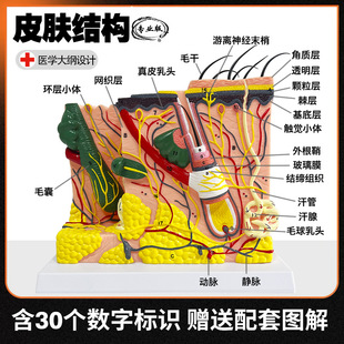 Human Skin Layer Structure Magnifying Anatomy Model Micro-Use