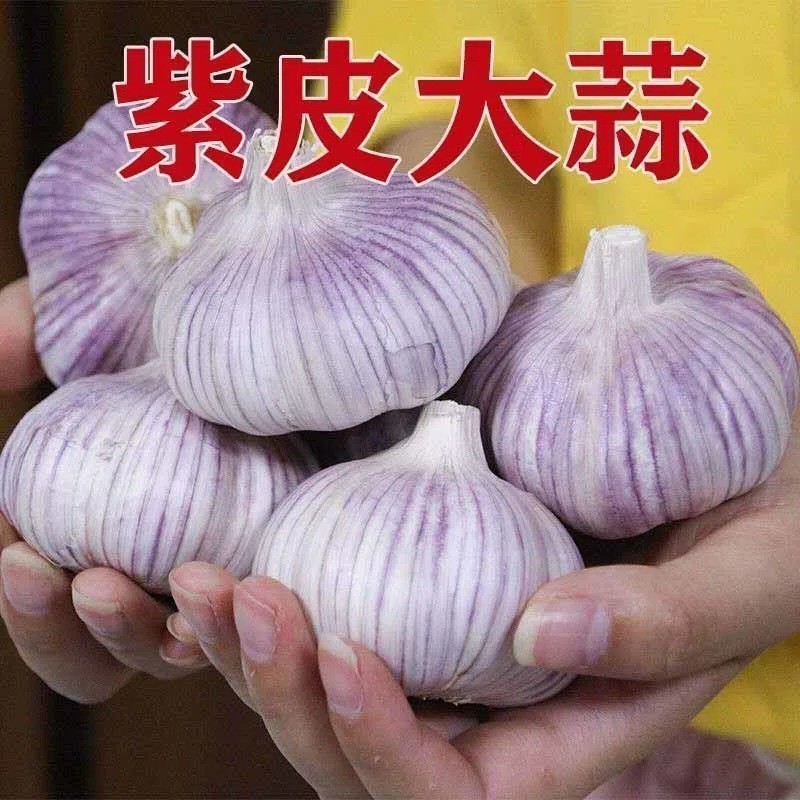 紫皮ニンニク 2.5kg 2024 季節の新鮮野菜全箱新乾燥ニンニク頭卸売赤皮農場産|undefined