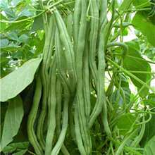 ̩���o��ܶ����N�џo���ļ����o�z�����v�L����ͺ�ͥԺ�߲˷N��