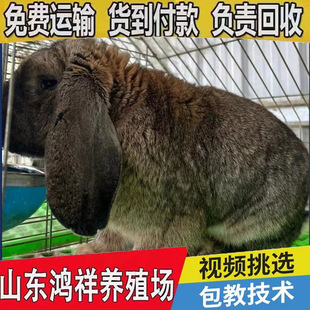 ɽ�|���������Bֳ���ش������۾��͹����÷N�ð����]�N�õ̓r���l