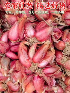 �ļ��[�^�t�[�^�NС���[�N�^�[�N���߲˷N�шA�[���ػ��[�^�N���l