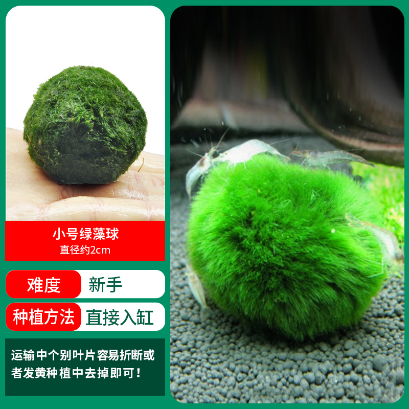[훌륭한 특가] 작은 생태 녹조류 공