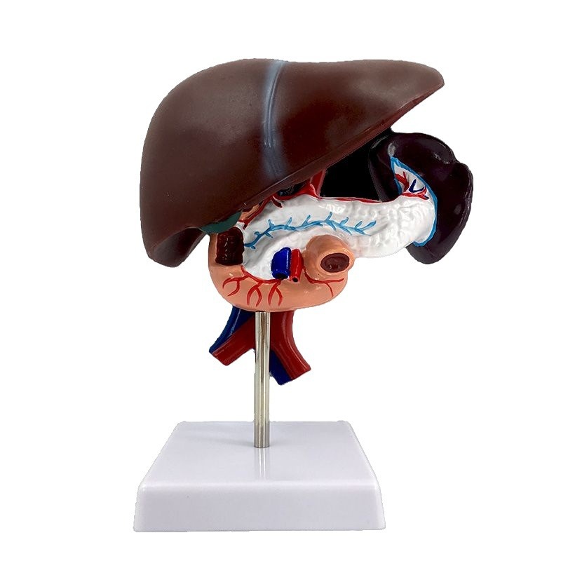 ��ѧ����ε���ʮ��ָ���ṹģ��������ҽѧ�������ٵ��Ҹε�ģ��