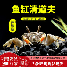 迷你辣椒蟹鱼缸观赏宠物小螃蟹包活好养淡水净化除藻鲜混养蟹