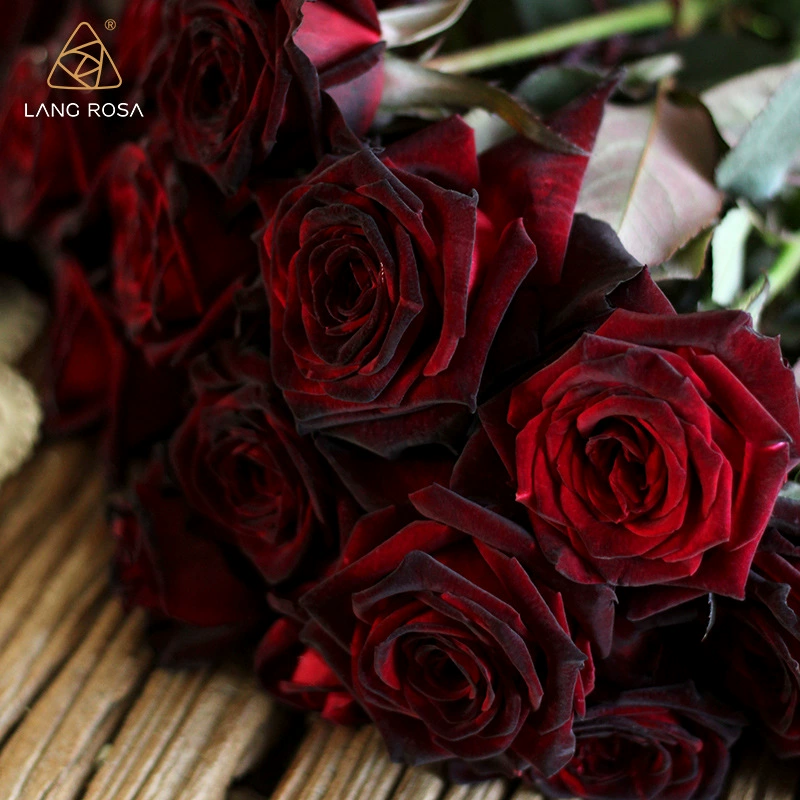 [Черный Бек] Роза Сириус в горшке, темно-красная бархатная текстура, гибридная чайная ароматная роза