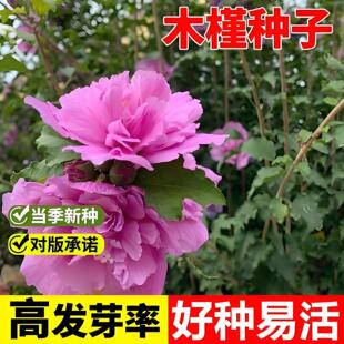 ľ�ȷN�Ӽt��ľ�ȷN�ӾG�h��ľ�ذ����ȾG����ľ��ľֲ���N��