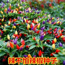 һl²ʽN߲ݽС׽Nѳr̨ļ