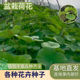 Supply of Potted Lotus Seedlings for Planting and Cultivation of Potted Lotus Landscape Effects Potted Lotus Aquatic Plant Pots