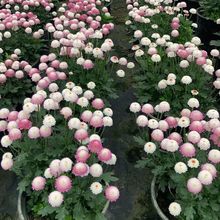 ����֮��1�Ӂ����� ������ͥ�@ˇ�M���^�pֲ�� �@�־G��������ľ