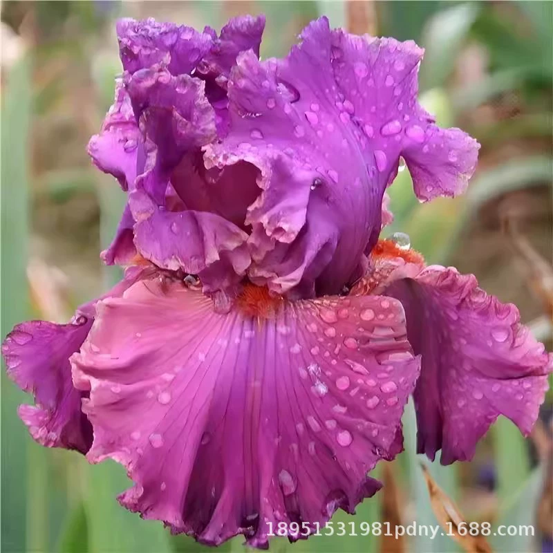 Саженцы голубого цветка ириса, морозостойкие саженцы орхидеи-бабочки, цветочные растения в горшках для двора, саженцы лупина для инженерного зеленения.