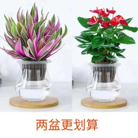 盆栽;灌木;乔木