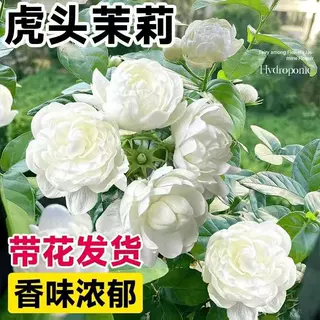 虎头茉莉盆栽花苗客厅重瓣老桩浓香栀子花九里香四季好养植物绿植