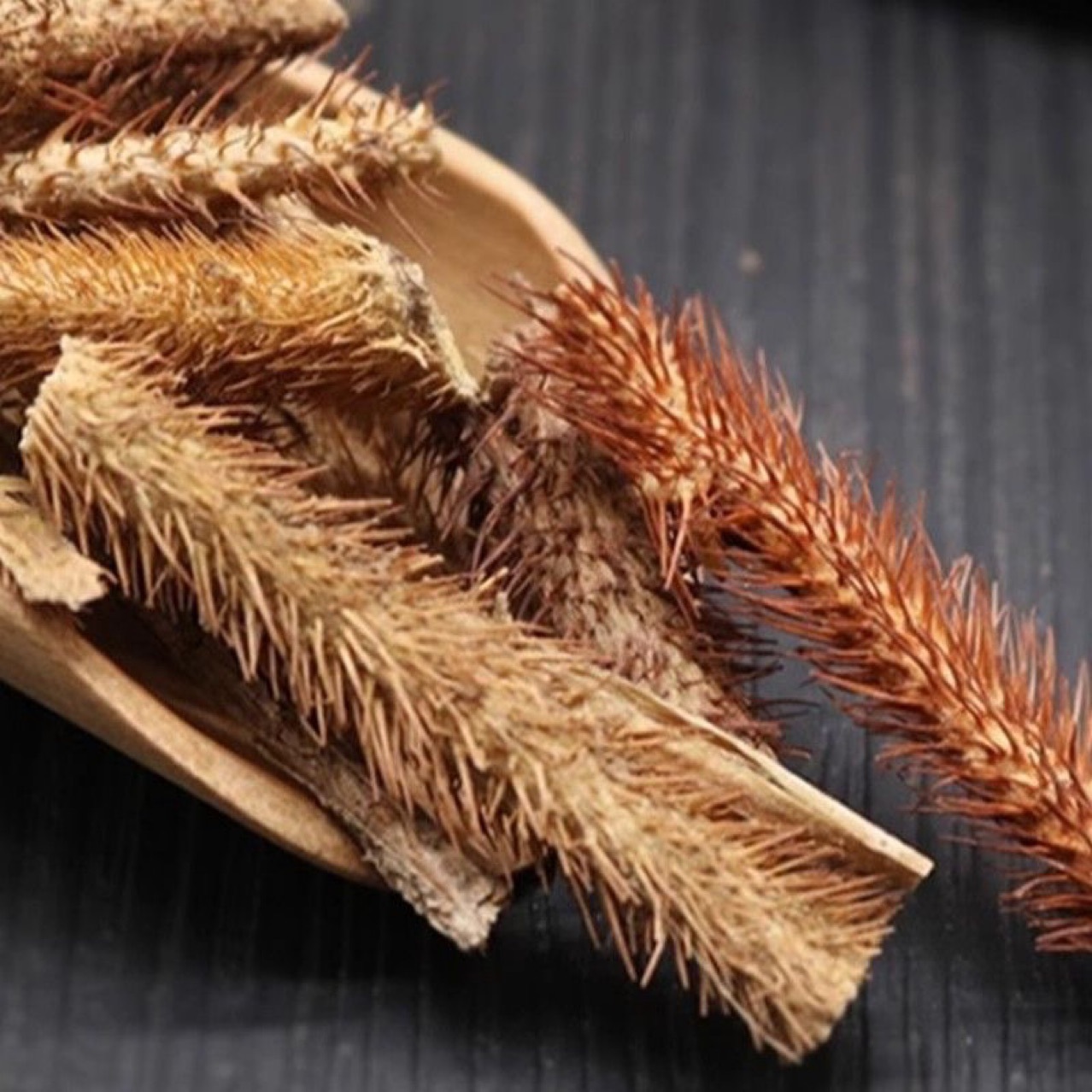 Wu Jia Pi (Acanthopanax senticosus) — Dried Food Herb for Wine & Tea quality and texture