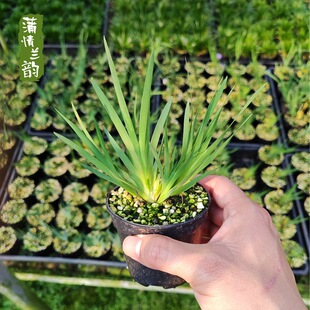 �{���� ʯ����Ʒ�N���_���������� �Gֲ���Ի���