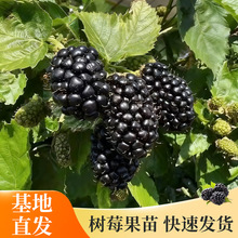 ֱlɻʸߺݮԺԵԹ縲Әݮ