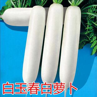 Korean White Jade Spring Radish Seeds Spring White Jade Radish Seeds Fruit White Radish High-Yielding Vegetables in All Seasons