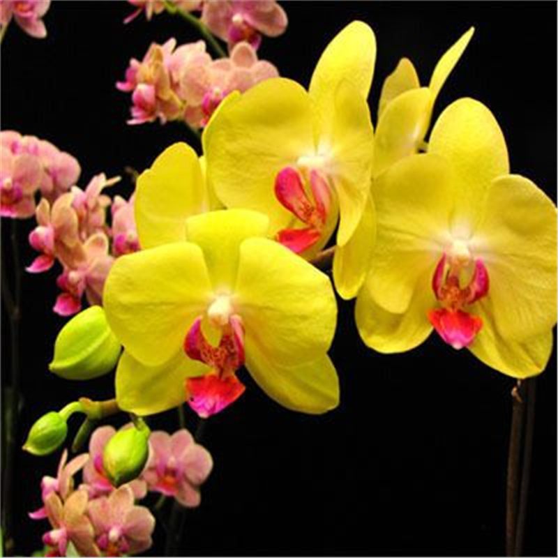 Cuatro estaciones mariposa orquídea plántulas en maceta balcón interior sala de estar flores plantas florecen con flores de maceta original