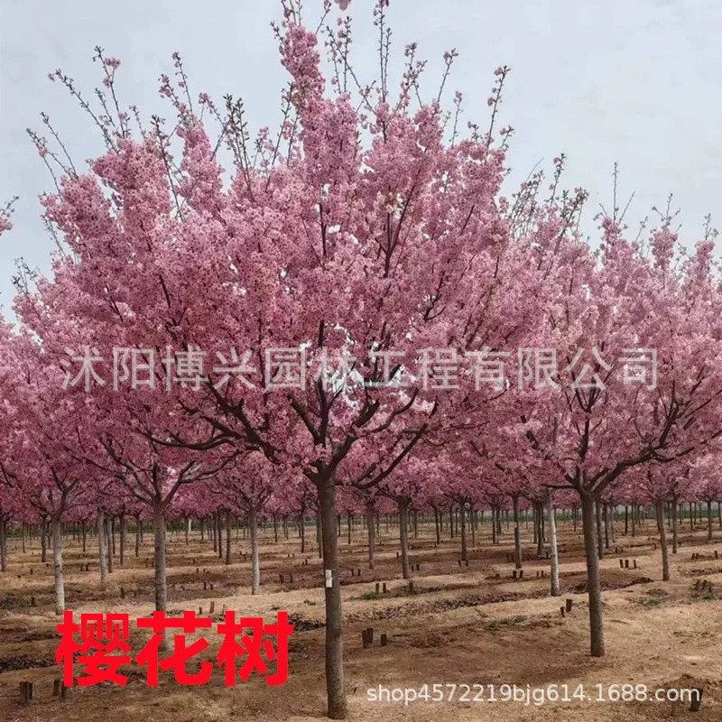 Утренние и вечерние деревья сакуры. Саженцы сакуры Ёсино. Ландшафтный проект. Посадка во дворе. Посадка на земле. Саженцы японской сакуры.