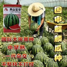 ϷNӹbϷNѸ߮aϷNӺɽAb|