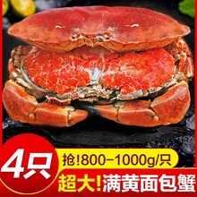 超大面包蟹母帝王蟹鲜活熟冻大螃蟹海蟹新鲜海鲜水产黄金蟹珍宝蟹